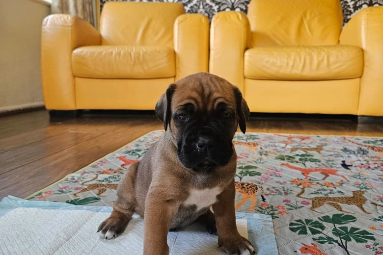 Cane Corso