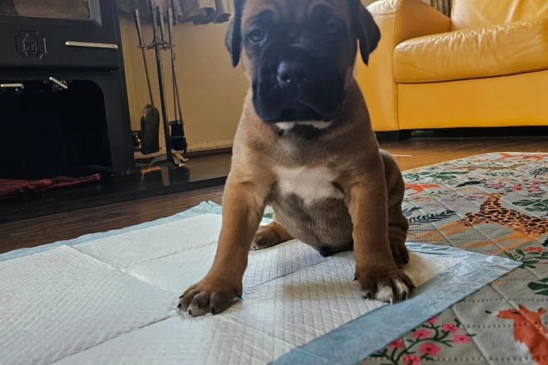 Cane Corso