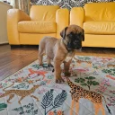 Cane Corso
