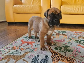 Cane Corso
