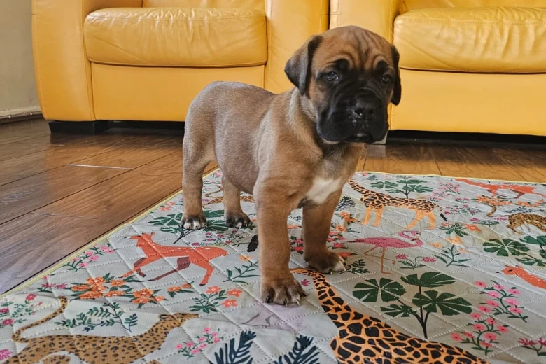Cane Corso