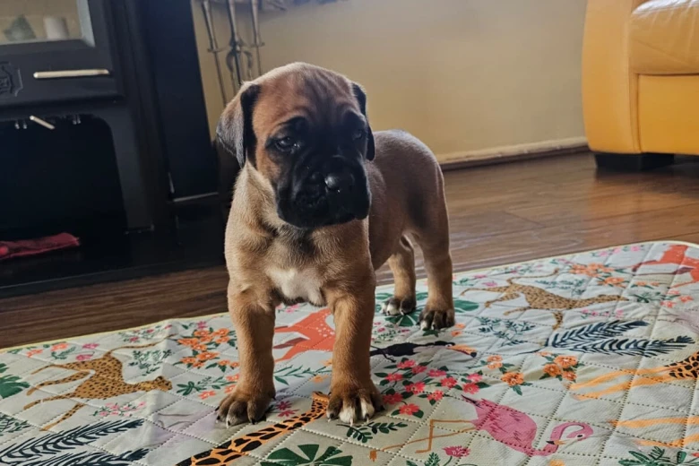 Cane Corso