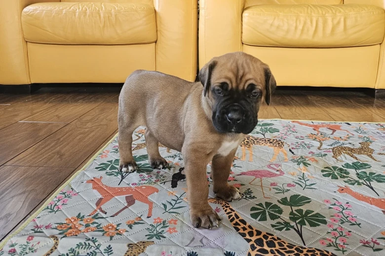 Cane Corso