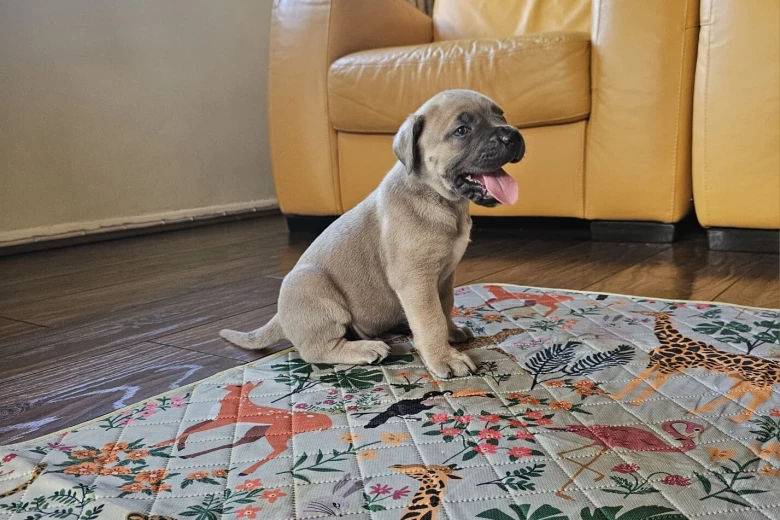 Cane Corso