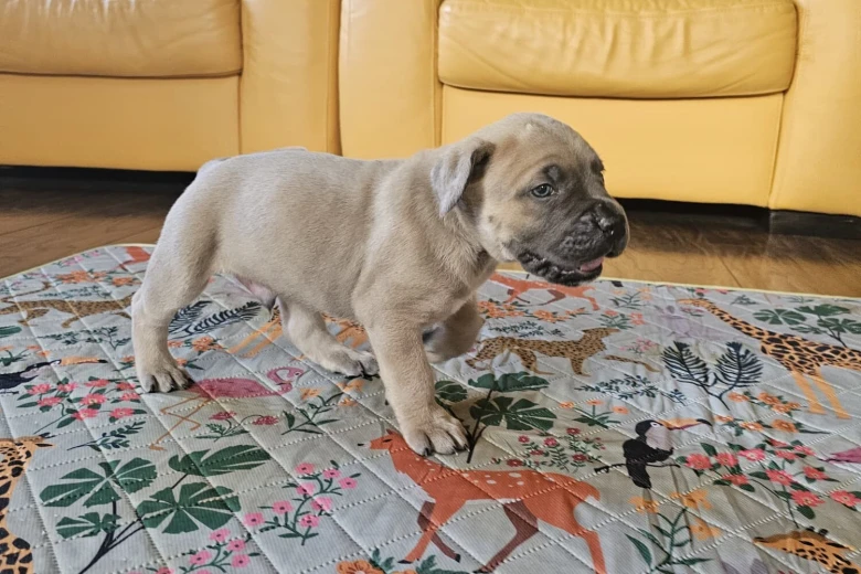Cane Corso