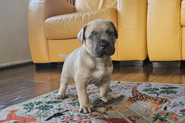 Cane Corso