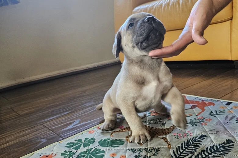 Cane Corso