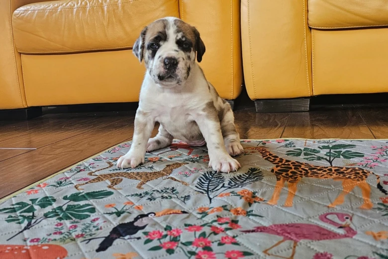 Cane Corso