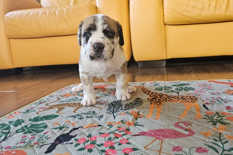 Cane Corso
