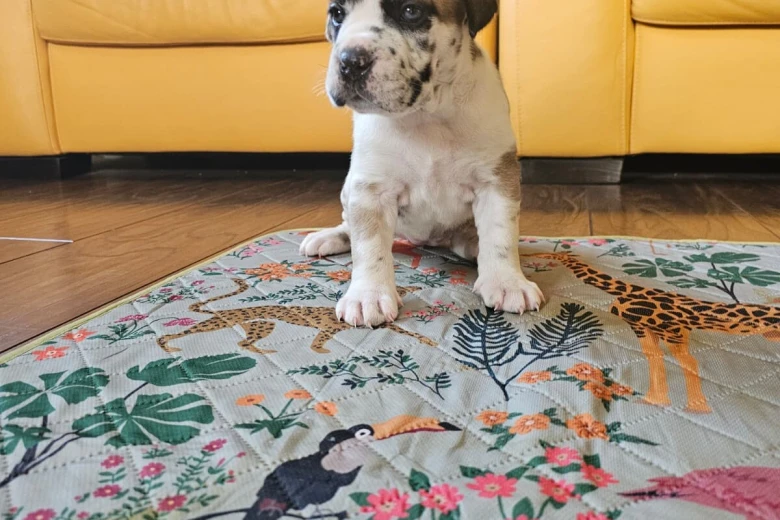 Cane Corso