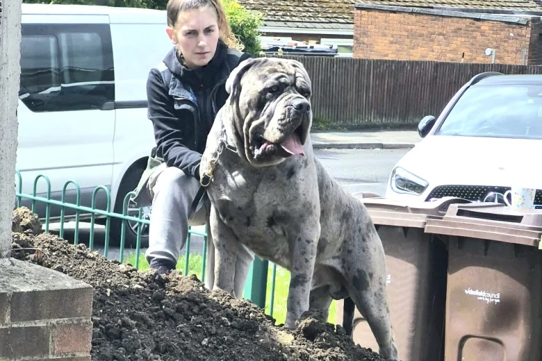 Cane Corso