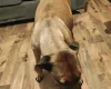 Caucasian Shepherd Dog