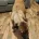 Caucasian Shepherd Dog