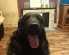 Caucasian Shepherd Dog