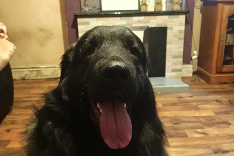Caucasian Shepherd Dog