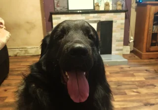 Stud