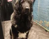 Caucasian Shepherd Dog