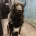 Caucasian Shepherd Dog