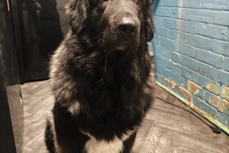 Caucasian Shepherd Dog