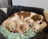 Cavachon