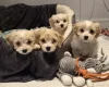Cavachon