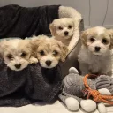 Cavachon