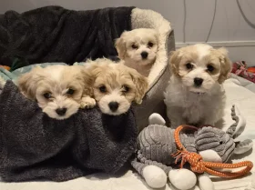 Cavachon