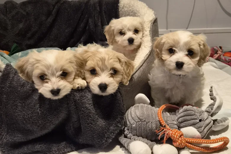 Cavachon