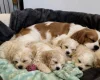 Cavachon