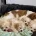 Cavachon