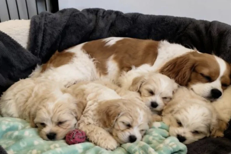 Cavachon
