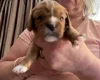 Cavalier King Charles Spaniel