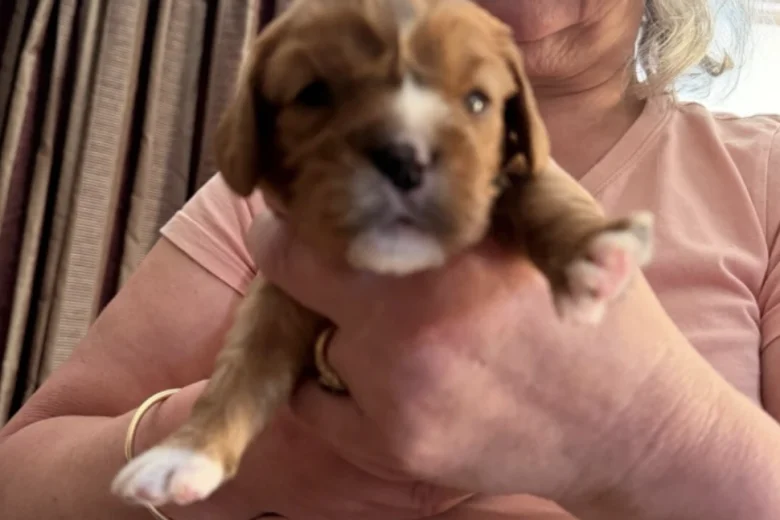 Cavalier King Charles Spaniel
