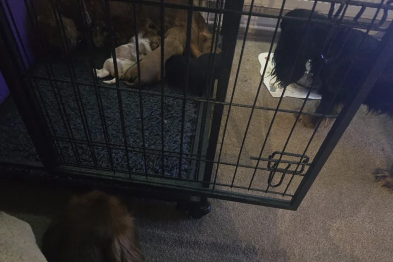 Cavalier King Charles Spaniel