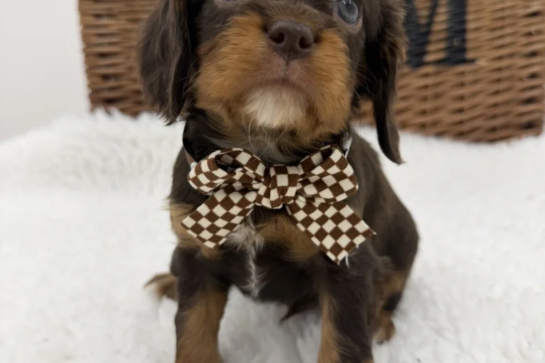 Cavalier King Charles Spaniel