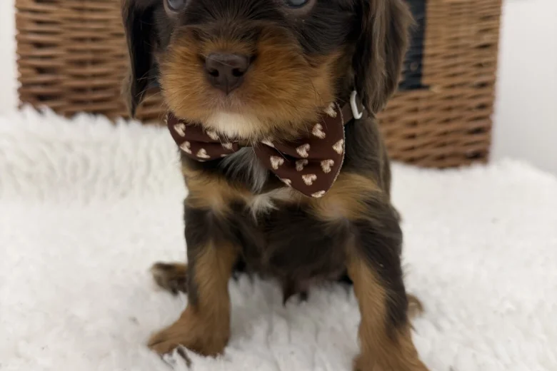 Cavalier King Charles Spaniel