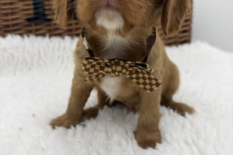 Cavalier King Charles Spaniel