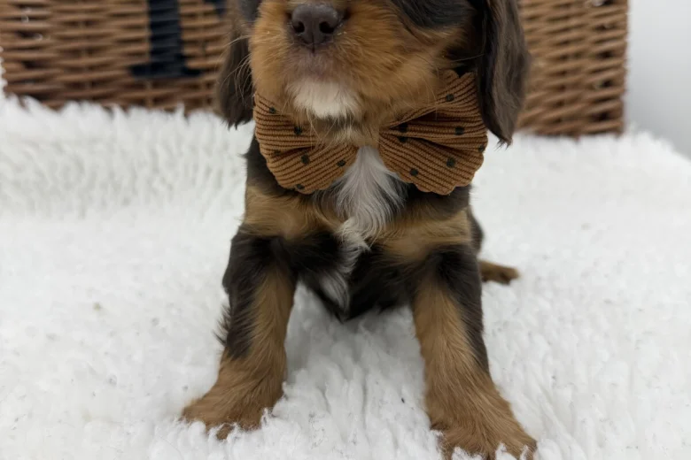 Cavalier King Charles Spaniel