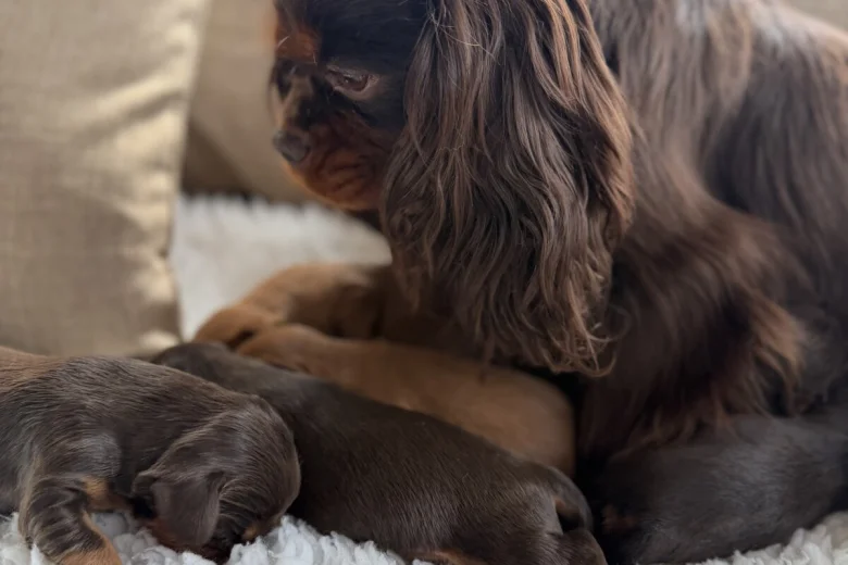 Cavalier King Charles Spaniel