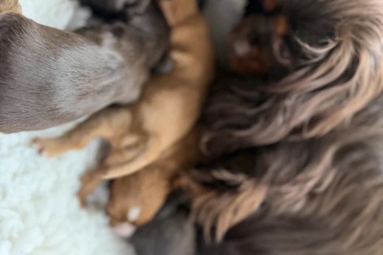 Cavalier King Charles Spaniel