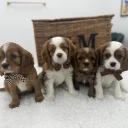 Cavalier King Charles Spaniel
