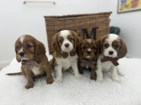 Cavalier King Charles Spaniel