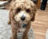 Cavapoo