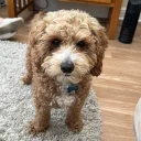 Cavapoo