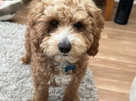 Cavapoo