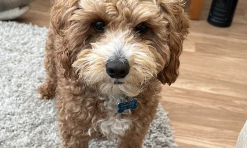 Cavapoo