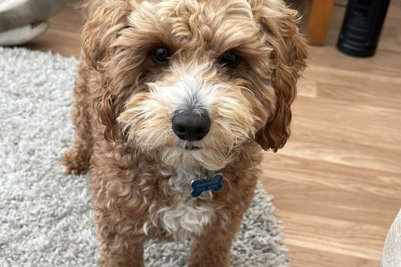 Cavapoo