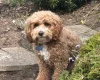 Cavapoo