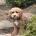 Cavapoo