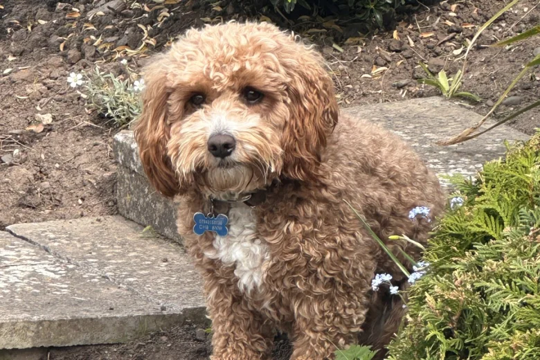 Cavapoo